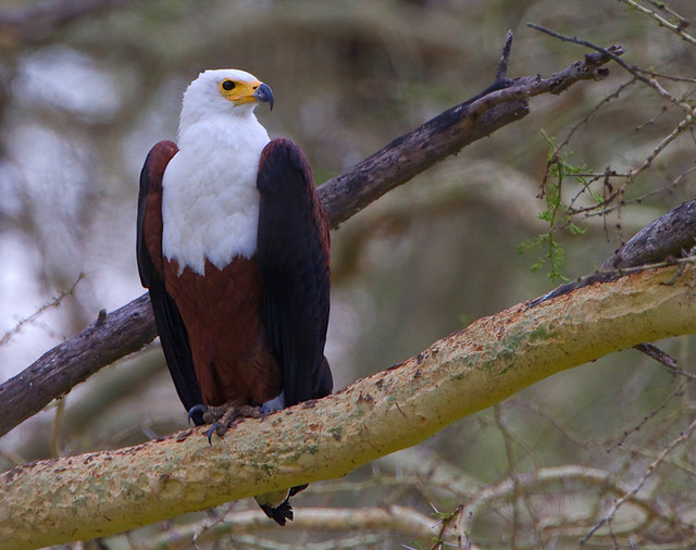 Águia-pesqueira-africana / African fish-eagle