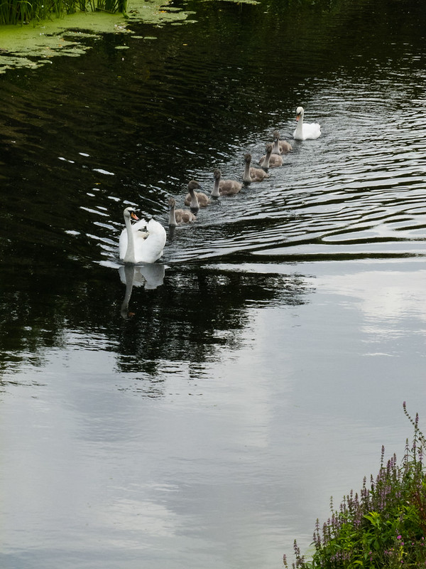 Family of swans in convoy