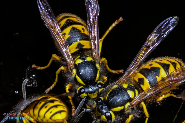german wasp, vespula germanica