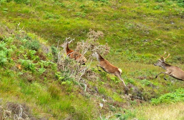 Red Deer near the Crask.
