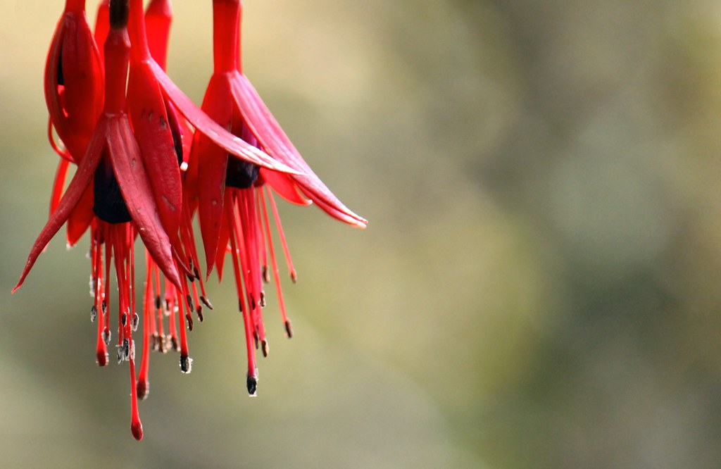 Fuchsia Bells | Trailing Fuchsia flowers. | nondesigner59 | Flickr