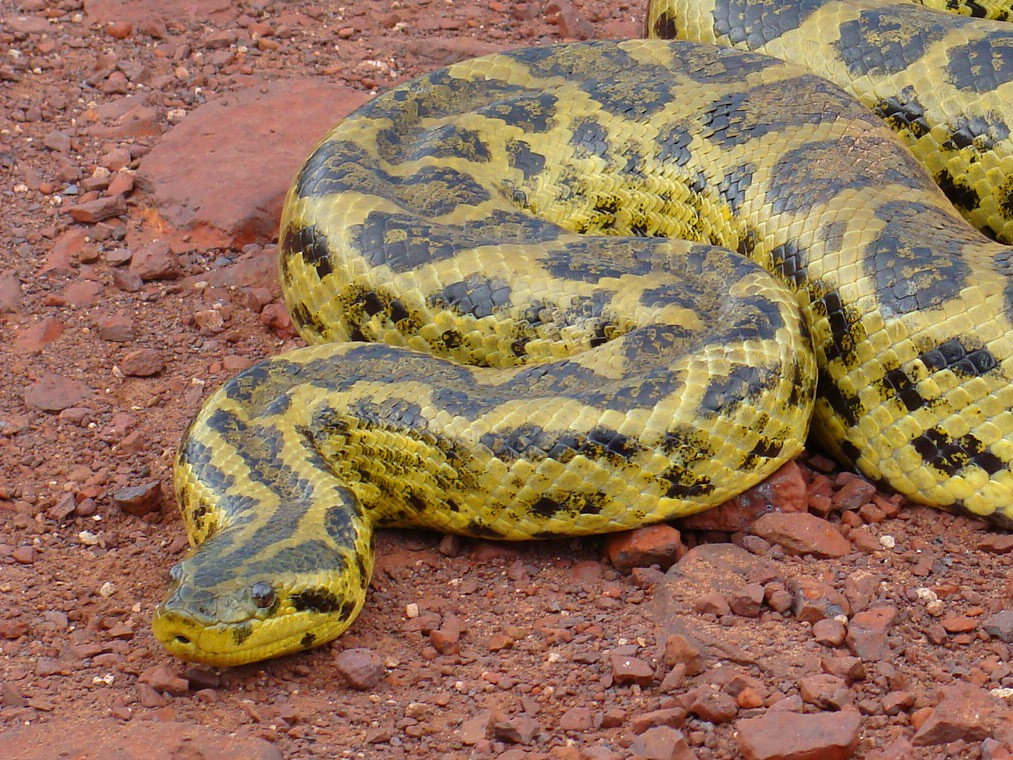 Pantanal selvagem - sucuri amarela (Eunectes notaeus) | Flickr