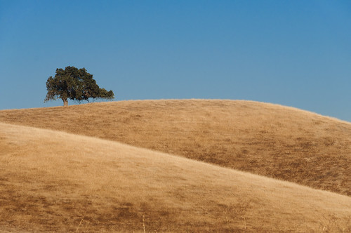 california abstract landscape oak pasture paloalto minimalism grassland lonetree