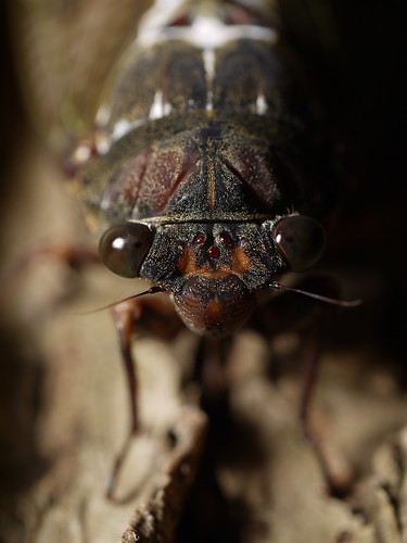 Cicada by leopard gecko