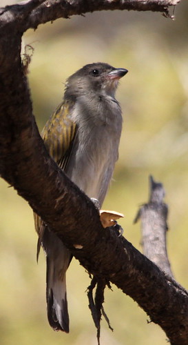 Mapungubwe