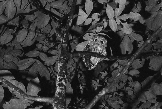 Screech Owl at Night (1978)
