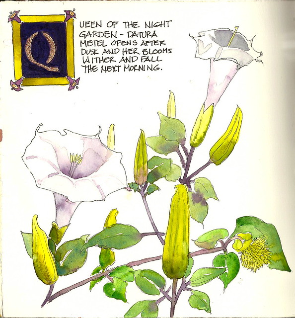 Datura - Queen of the night garden