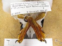 Horned Puffin (Fratercula corniculata)