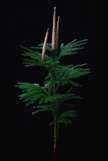 Dendrolycopodium dendroideum - Northern Ground Pine
