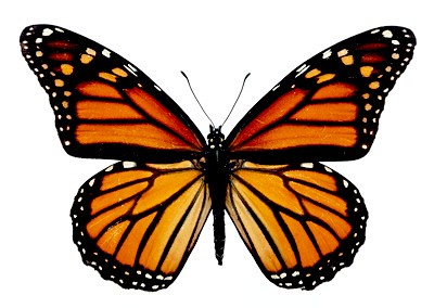 SL177 | DS Vol 012 Butterflies | 1000 anuncios de publicidad y más ...