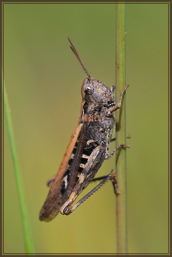Сharming grasshopper | by Caffeinez