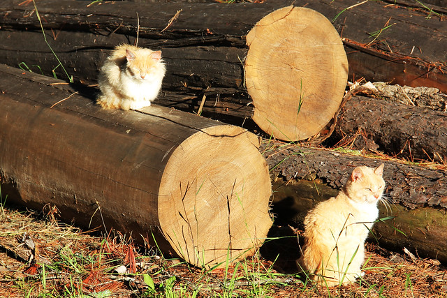 Cats and Logs