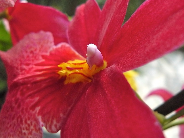 Cagnotte, Landes: Orchidée Nelly Isler