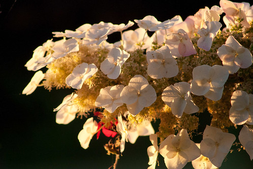morning flower nature hydrangea