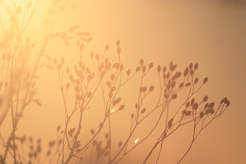 Boutons en contre-jour by Le Yaude, sunset nature backlight burgundy bourgogne contrejour couchant herbe brionnais charollais amanzé