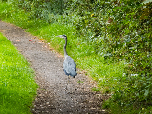 Heron walking away