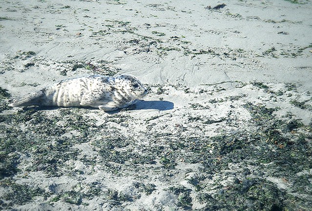Harbor Seal pup II