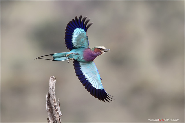 Lilac Breasted Roller took off