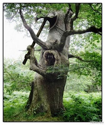  pohon aneh  Herlin Baduang Flickr