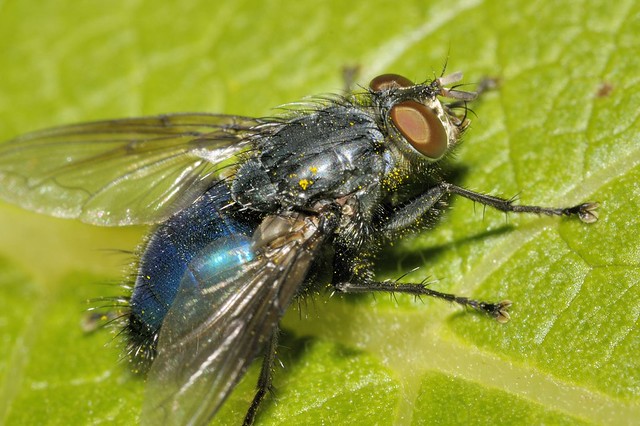 Bluebottle fly with pollen - insect macro - Claireville Conservation Area, Brampton, Ontario