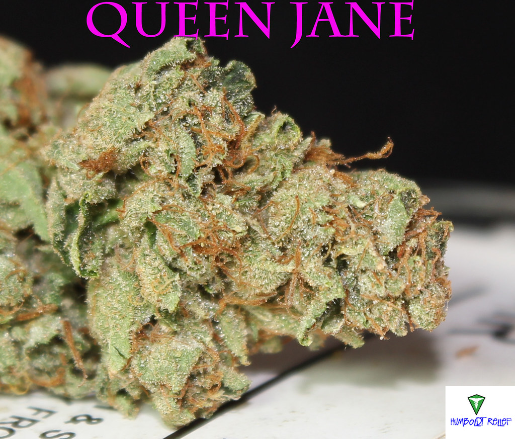 Queen Jane Close Up2