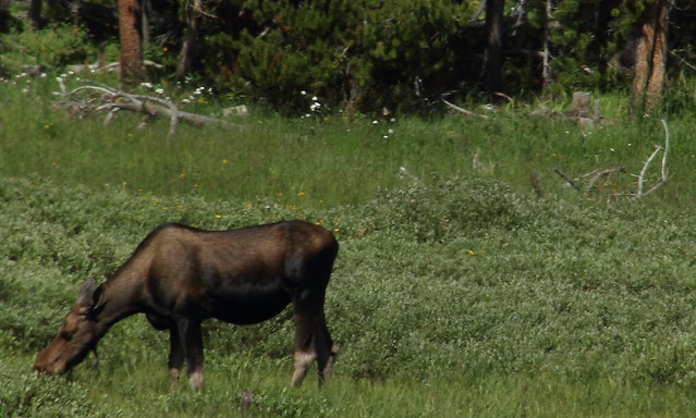Female Moose off Union Pass Road - near Dubois, Wyoming