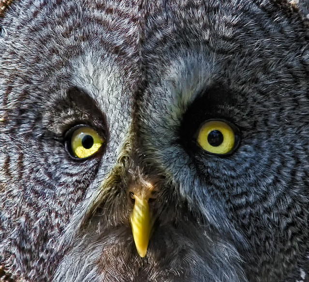Owl real Close