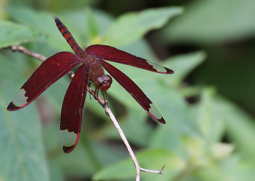 Fulvous Forest Skimmer male #8 by Rahul Singh Lamba