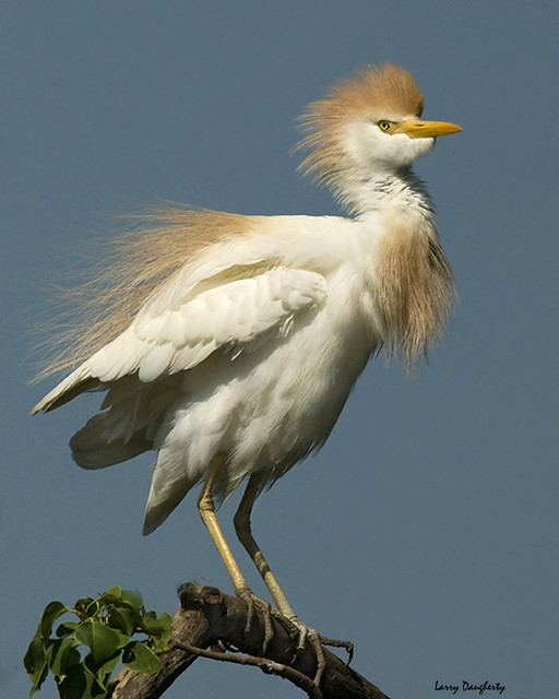 Cattle Egret with an Attitude!