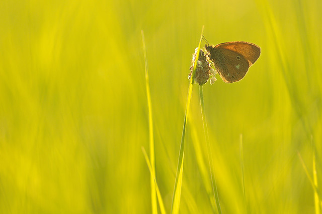 brown butterfly in green