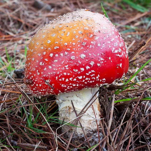 red toadstool-8643