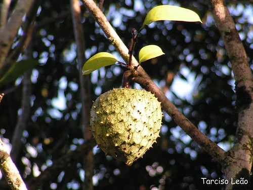 Annona montana, aticum | Local: Cond. Flor da Mata, Camaragi… | Flickr