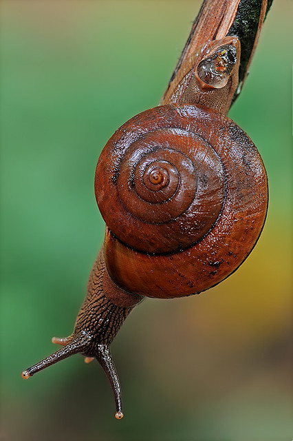 110903 - Snail