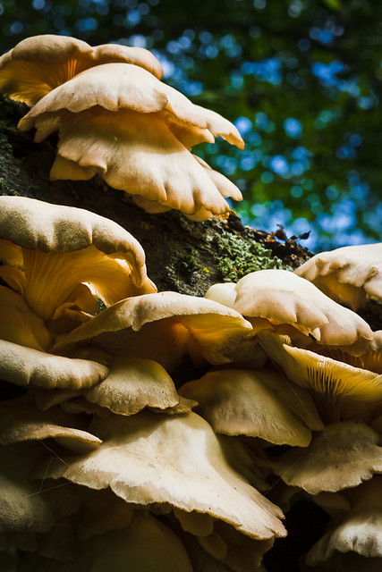 Fungi stacks