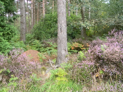 Heather, tree and anthill Forest Row Circular
