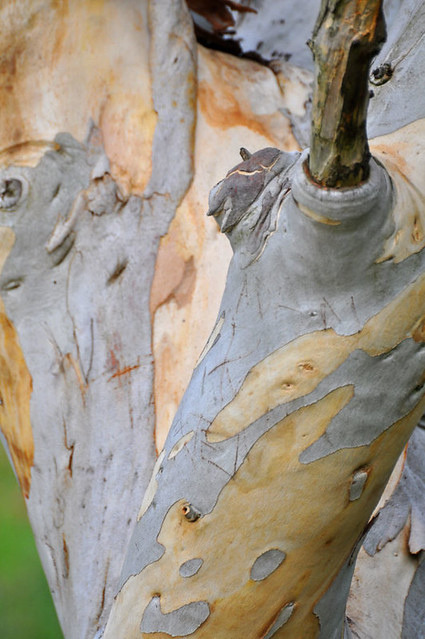 eucalyptus-bark-detail-s
