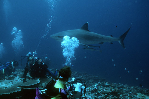 Silvertip Shark and Divers
