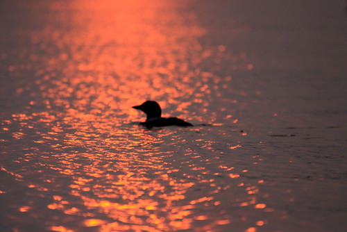 ontario sunsets loons ourdailytopic thebigrideaulake