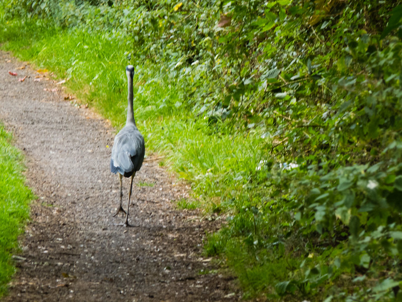 Heron walking away
