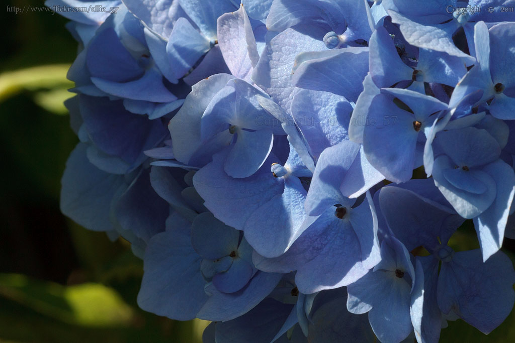 Hydrangea blues.. by Ollie_57.. Slowly catching up
