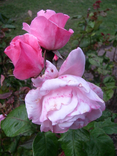 Evening Roses