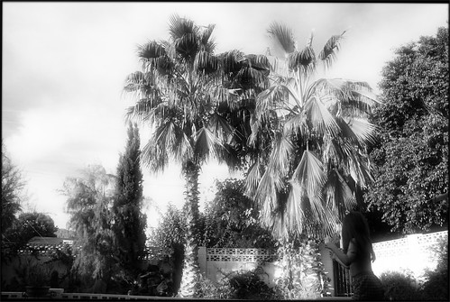 Scottsdale Backyard with Palms by Juli Kearns (Idyllopus)