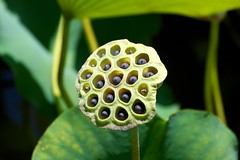 Lotus seeds