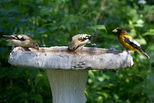 Evening Grosbeak