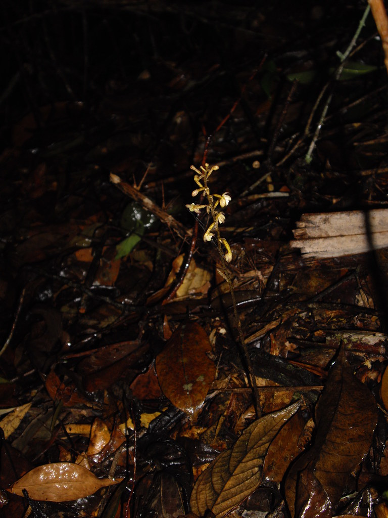49 Aphyllorchis pallida  - Mt Kinabalu Boundary Track 2009-10-02 05