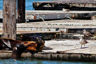 San Francisco - Sea Lion in your face