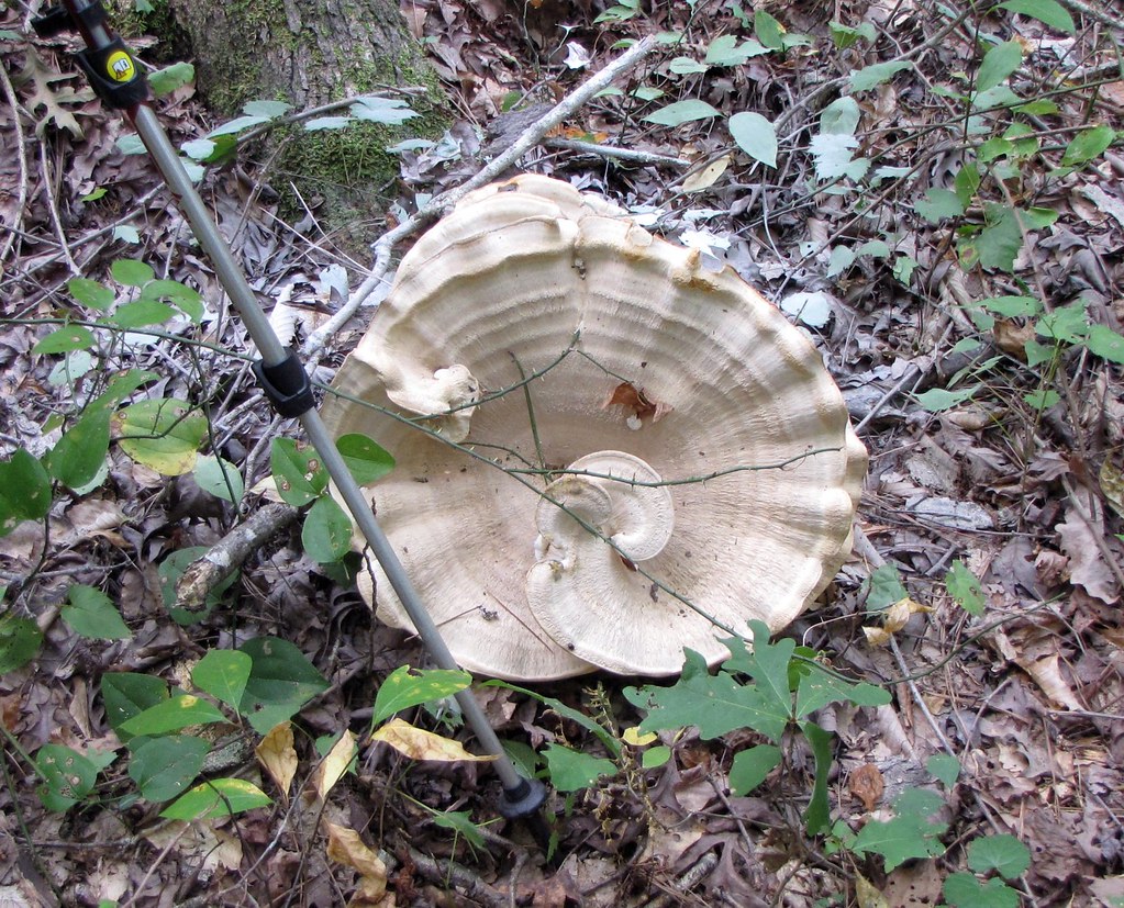 Cooper's Furnace Trail