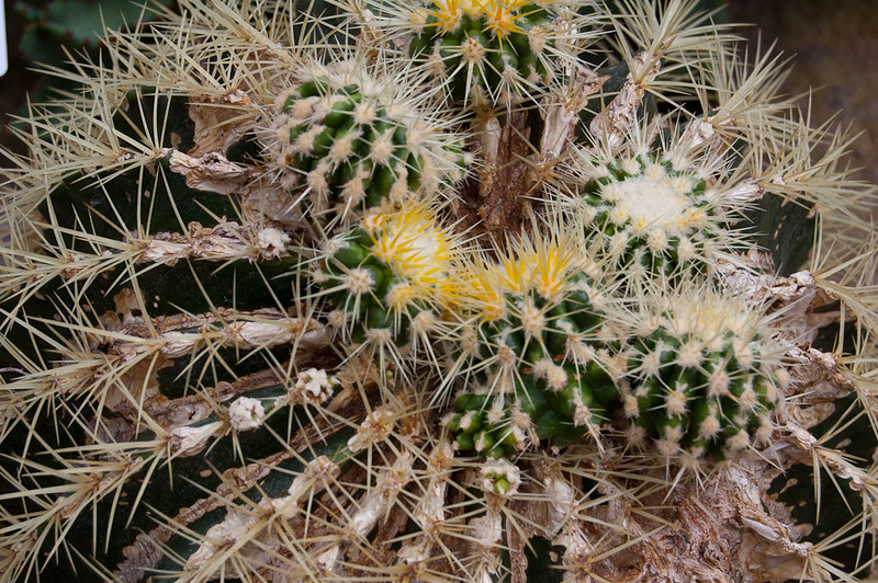 Access all areas 2 - cactus