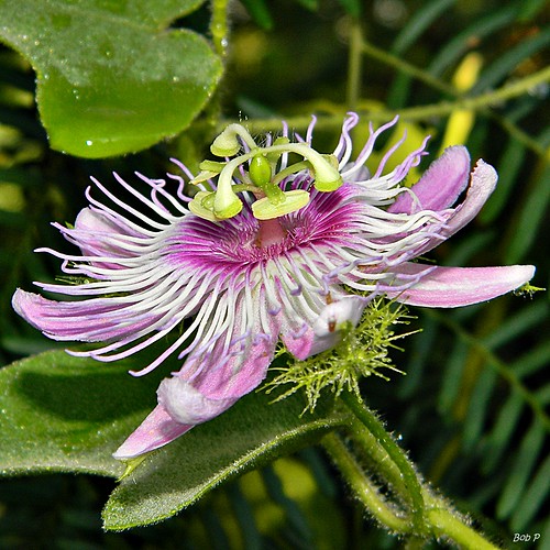 Foetid passionflower (Passiflora foetida) | Passiflora foeti… | Flickr