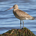 Flickr photo 'The Bar-tailed Godwit Limosa lapponica' by: Maris Pukitis.